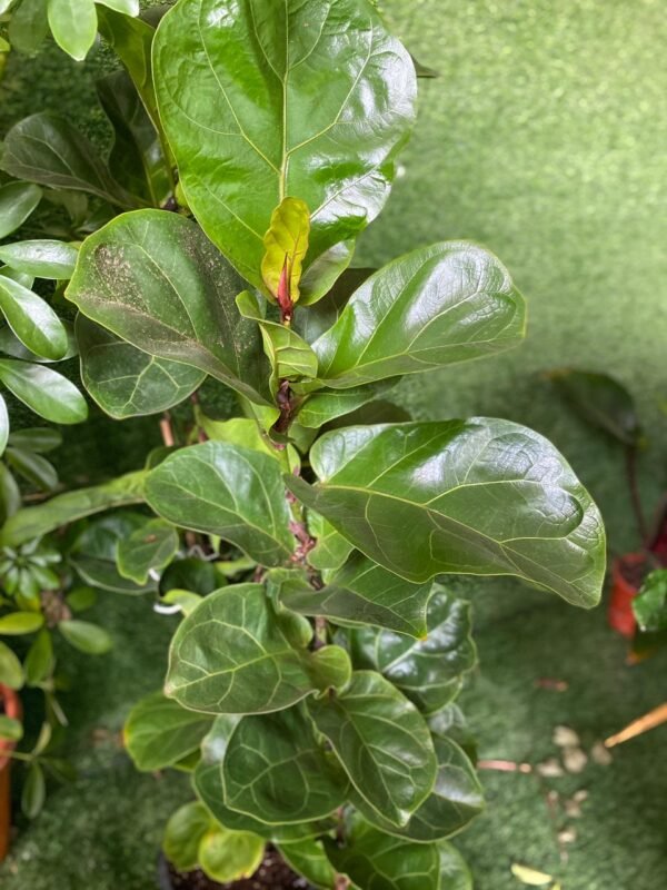 Indoor Plants 5
