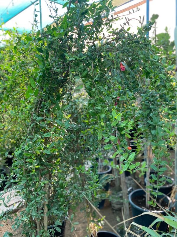 Pomegranate